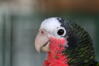 Cuban Amazon