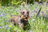 dog walking with his leopard design harness