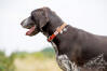 Long Paws Padded Comfort Dog Collar Orange