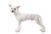 Chinese Crested