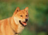 Korean Jindo