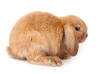 Mini Lop