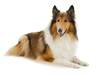 Collie (Rough)