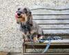 dog in a bench with his leopard design collar and lead