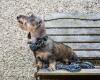 dog in a bench with his leopard design collar and lead