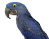 Hyacinth Macaw