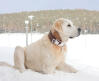 Turkish Kangal Dog