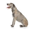 Irish Wolfhound