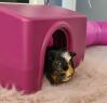 colourful speckled guinea pig in a pink Omlet shelter with a tube on a fluffy carpet indoors