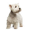 West Highland Terrier