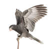 Greater Vasa Parrot