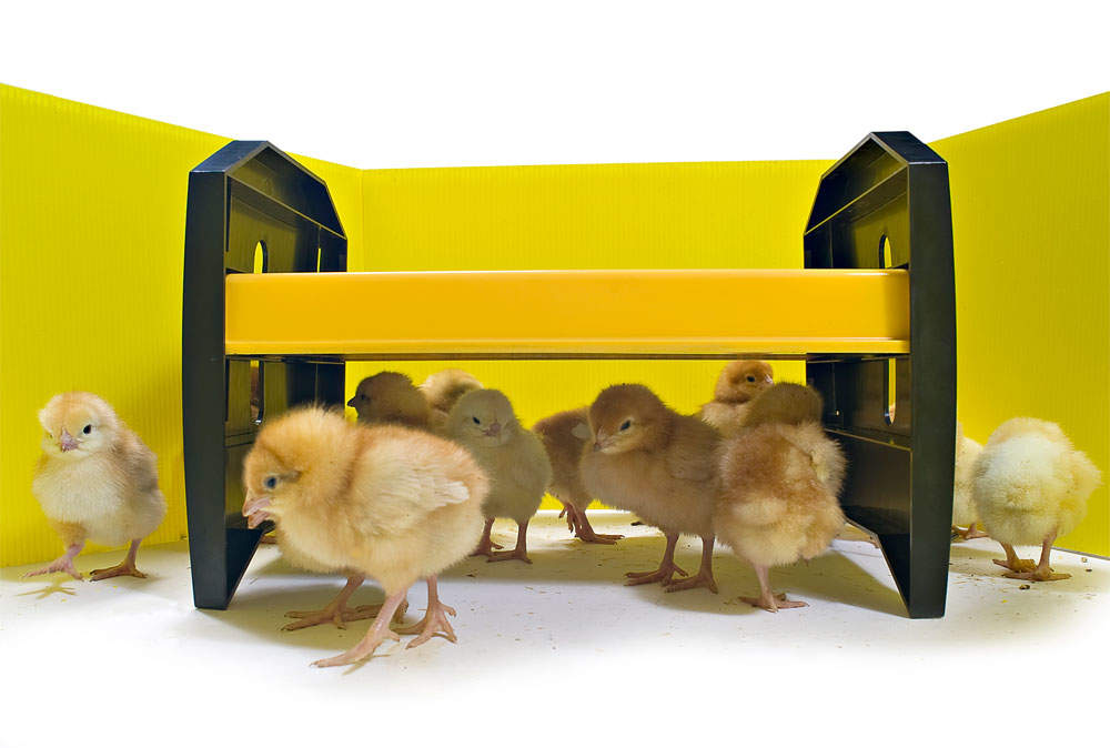 Chick Enclosure Panels Set of 8 Incubation and Rearing Chicken