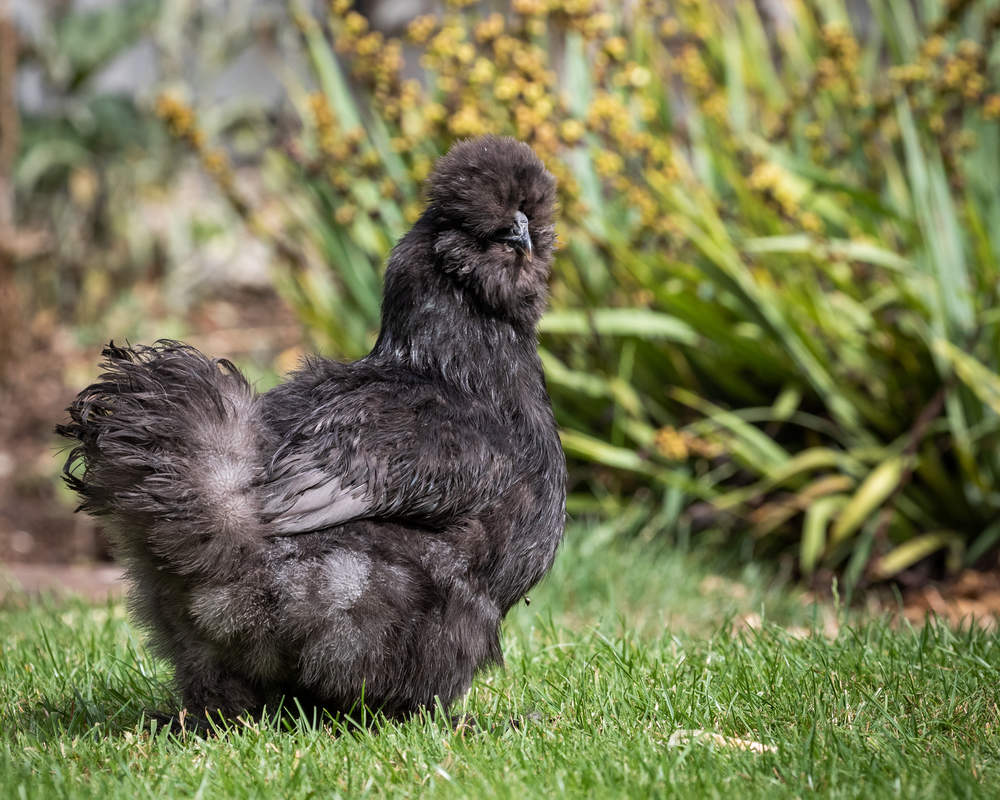 Silkie For Sale Chickens Breed Information Omlet