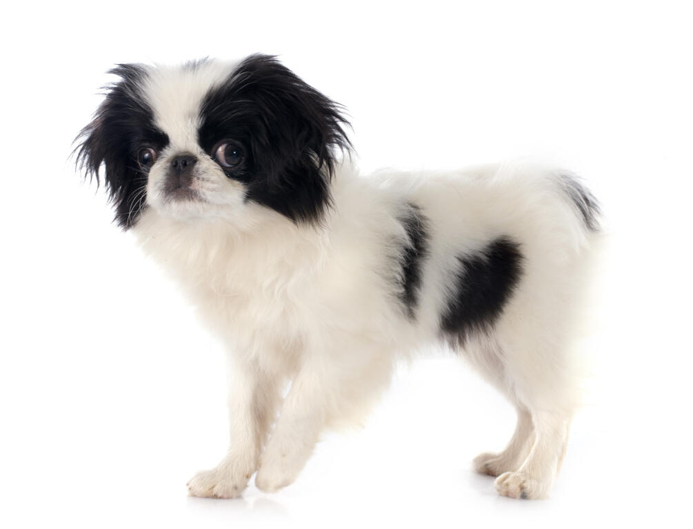 Japanese Chin Dogs Breed Information Omlet