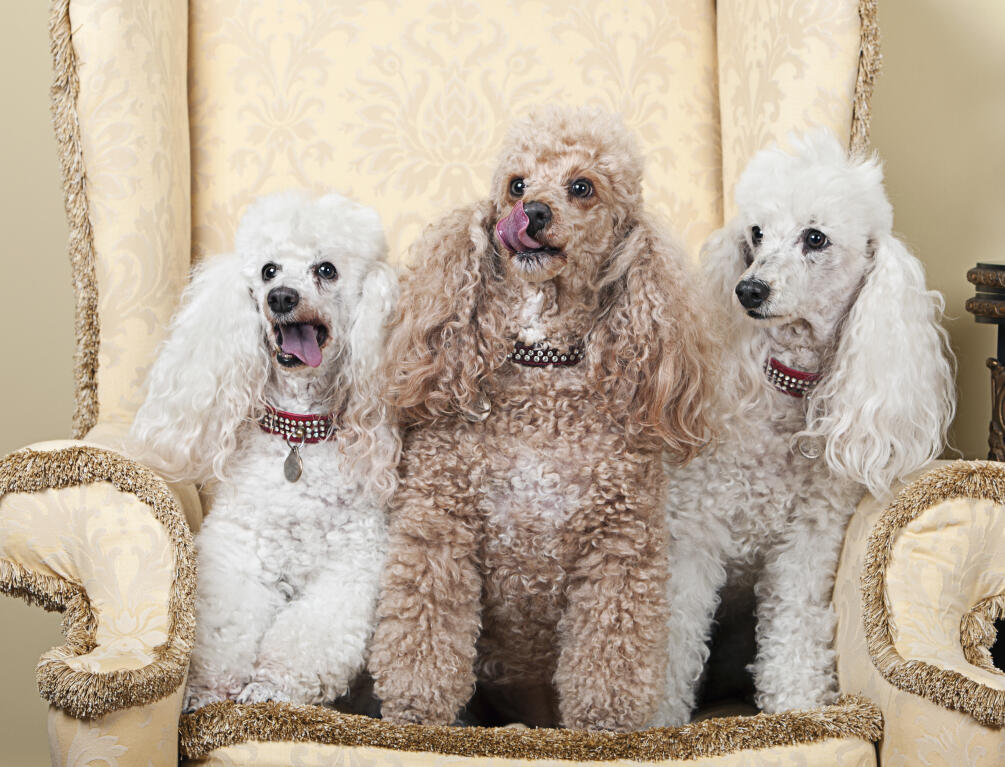 Miniature Poodle Dogs Dog Breeds