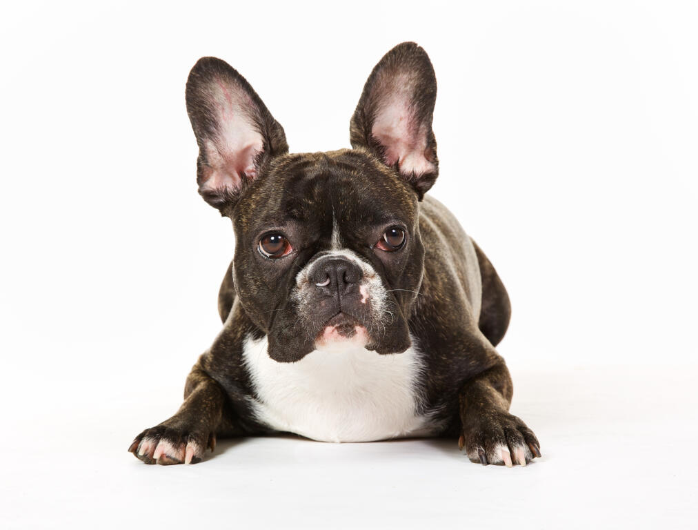 French Bulldog Dogs Breed Information Omlet