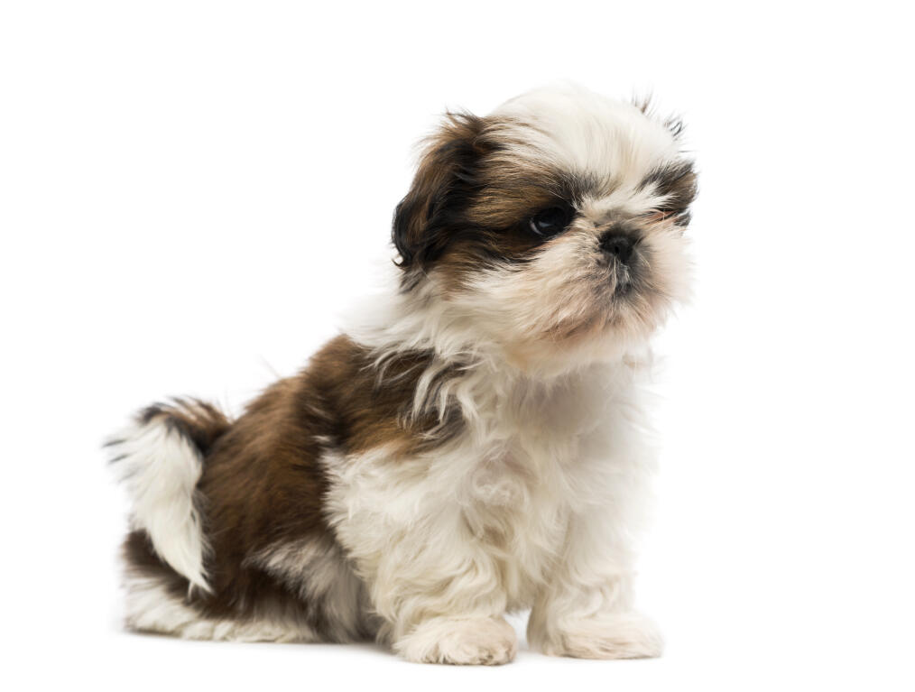 breed info shih tzu shih tzu dogs breed information omlet breed info shih tzu shih tzu dogs breed information omlet