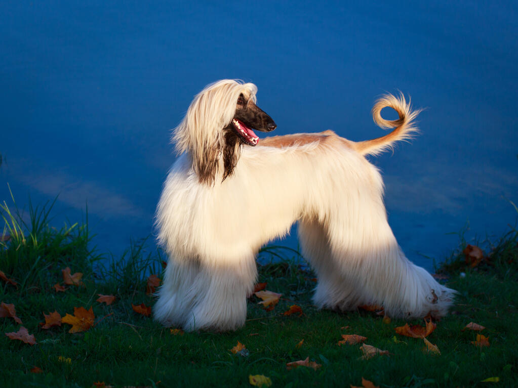 Afghan Hound Dogs Breed Information Omlet
