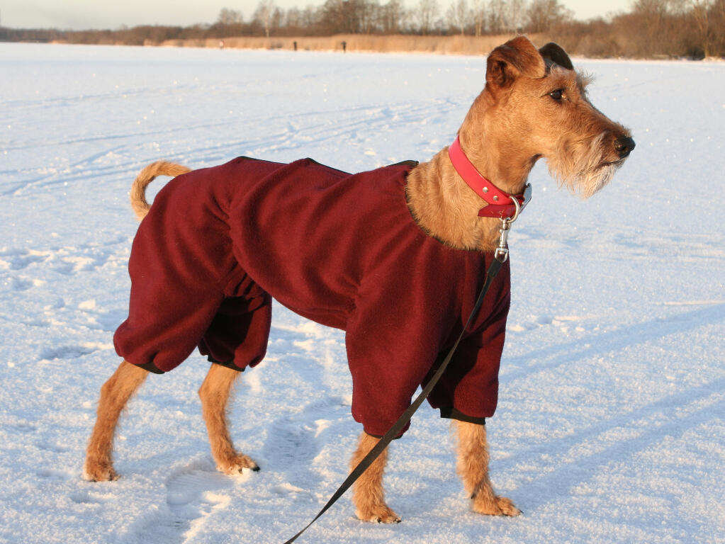 Irish Terrier Dogs Dog Breeds