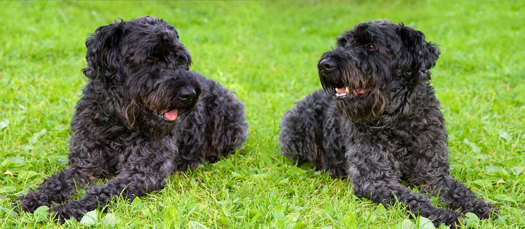 Kerry blue clearance terrier puppy
