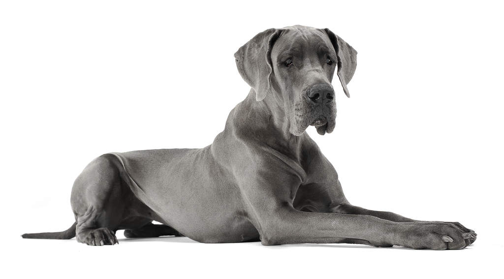 grey great dane