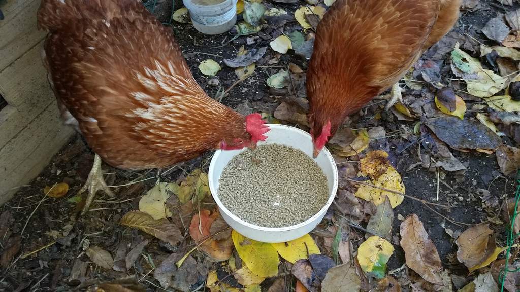 Feed Farmyard Layers Pellets Non Organic 20kg Chicken Feed