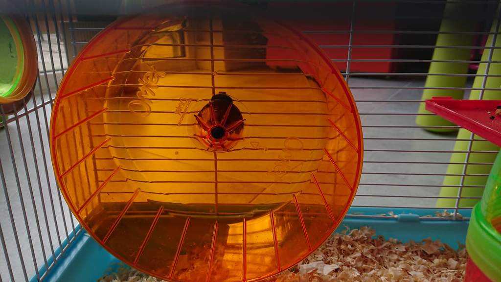 gerbil exercise wheel