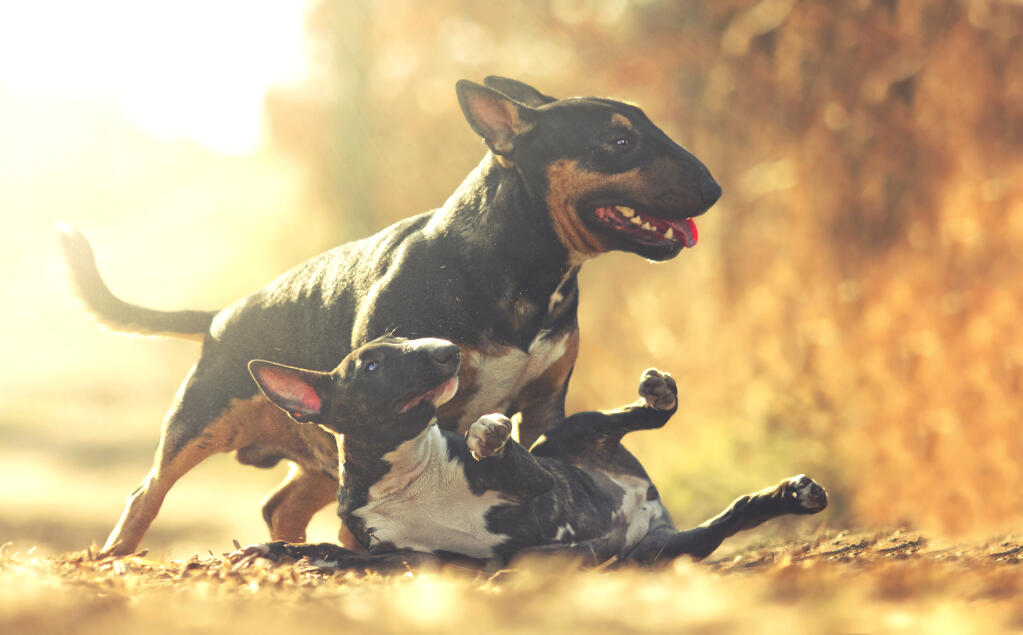 English bull terrier fighting dog discount