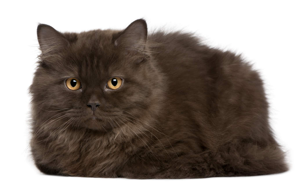 British Longhair | Cats | Breed Information | Omlet
