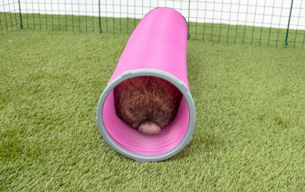 Rabbit Play Tunnel with Connector Rings Rabbit Run Accessories