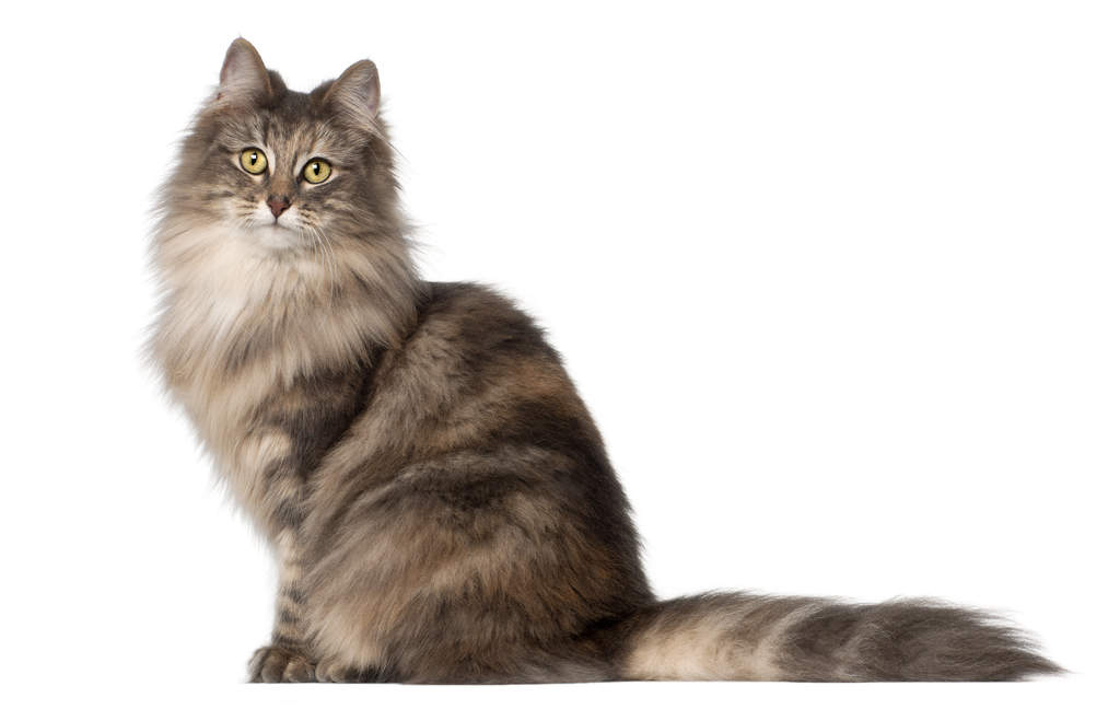 Norwegian Forest Cat Cats Breed Information Omlet