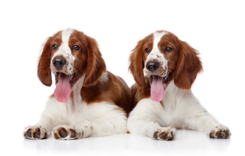 Welsh springer spaniel hotsell puppies near me