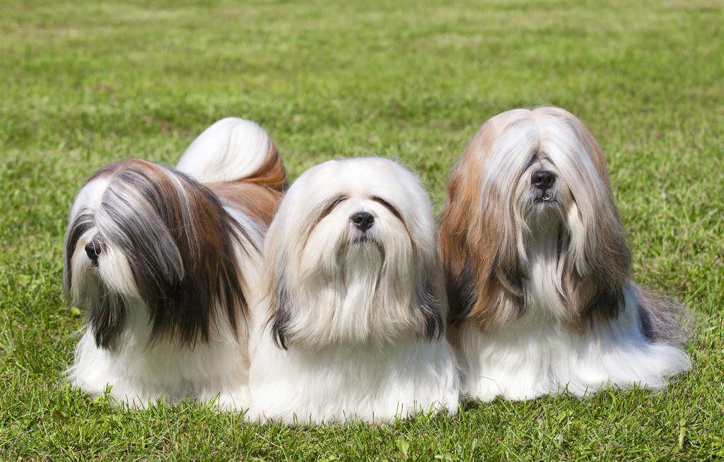 Japanese spitz x lhasa apso cheap