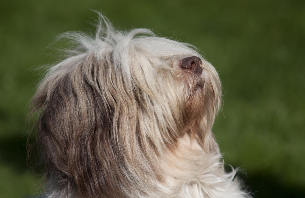 Polish Lowland Sheepdog Dogs Breed Information Omlet