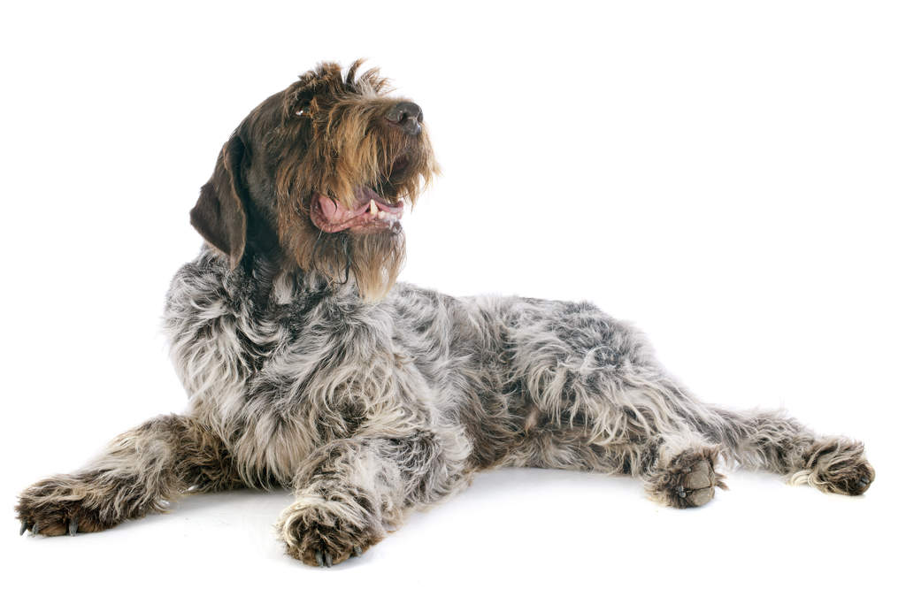 Griffin bird hot sale dog