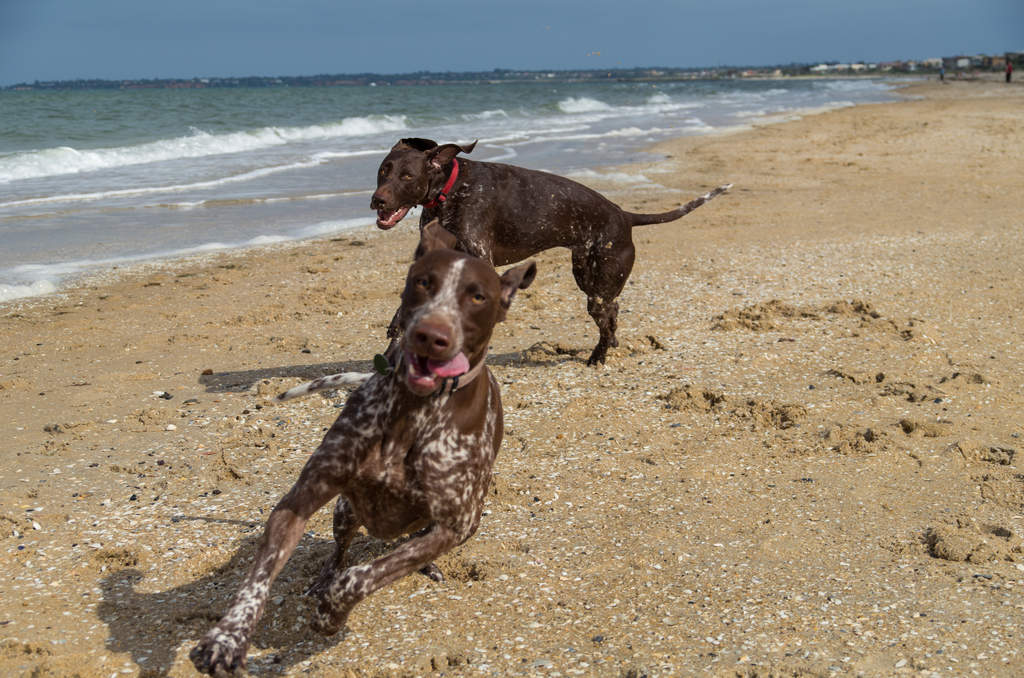 German shorthair terrier sales
