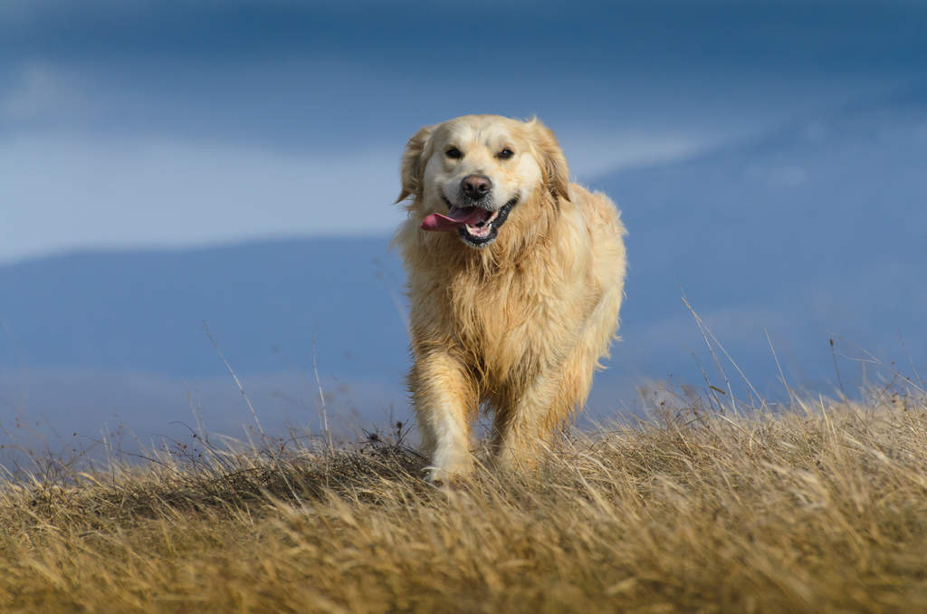 golden retriever outside golden retriever dogs breed information omlet golden retriever outside golden retriever dogs breed information omlet