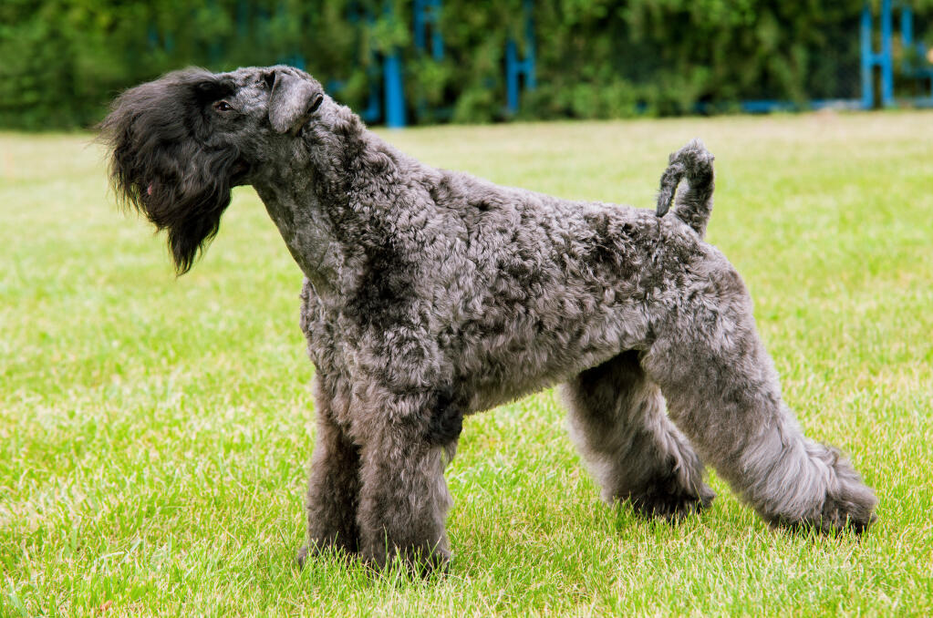 Kerry Blue Terrier Dogs