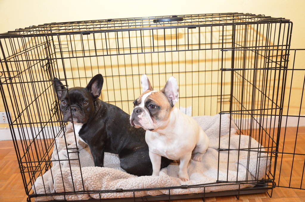 dog crate for french bulldog