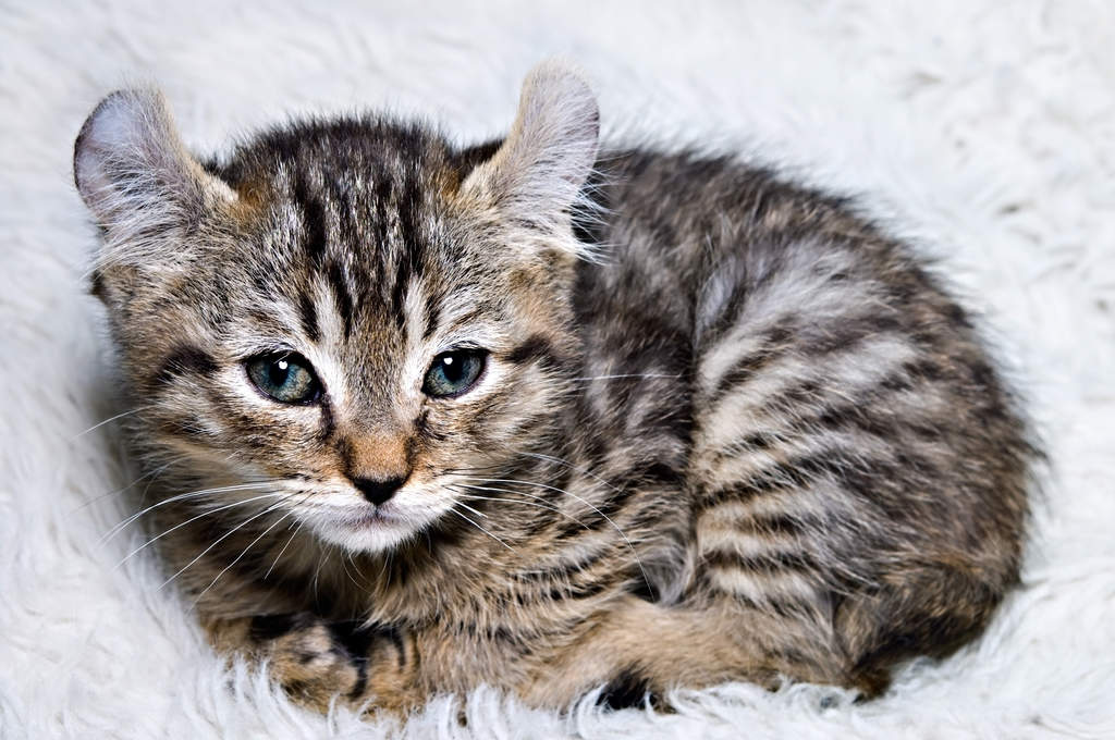 Highlander shop cat price