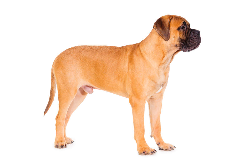 long haired bullmastiff