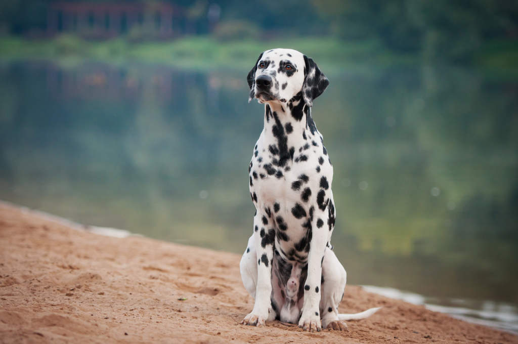 Dalmatian doberman shop mix puppies