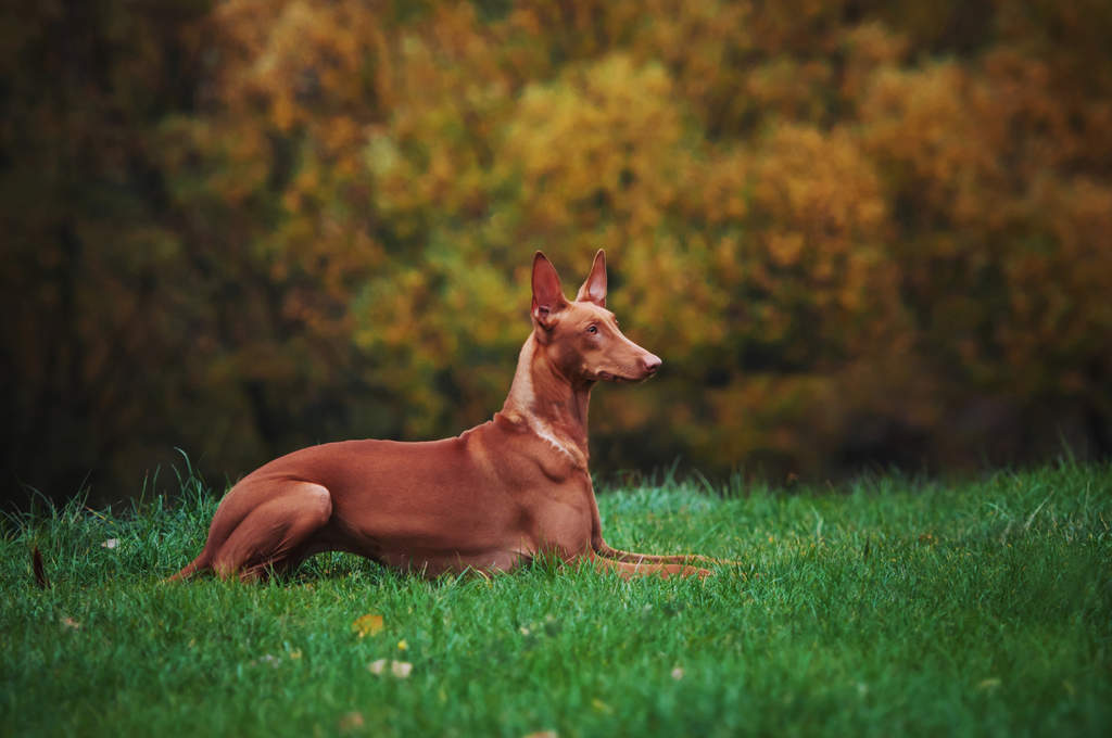 Pharaoh Hound | Dogs | Breed Information | Omlet