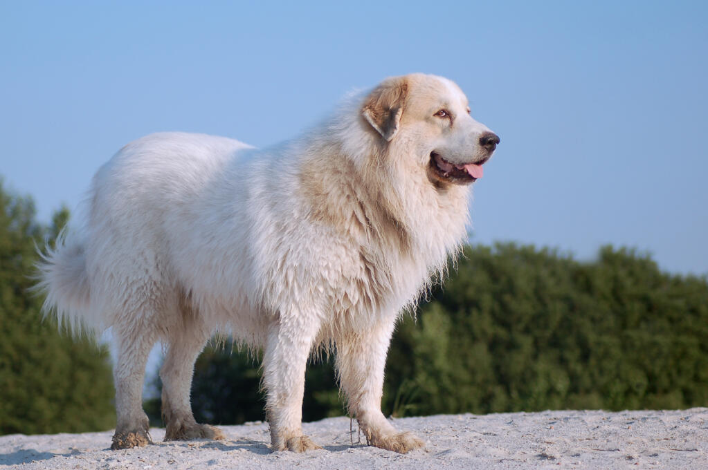 Pyrenean Mountain Dog Dogs Breed Information Omlet