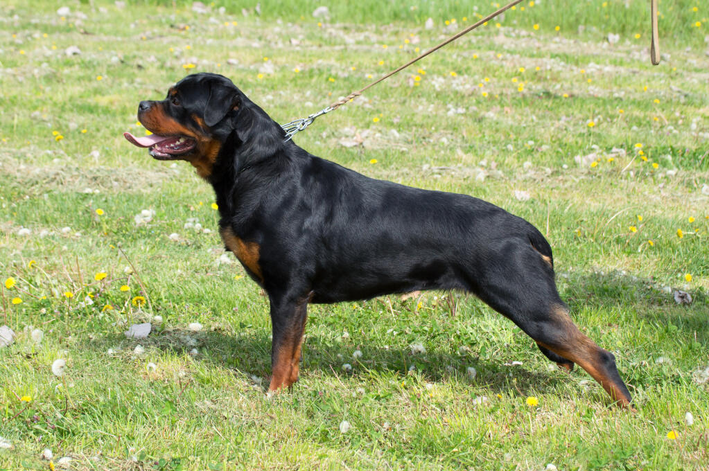 rottweiler history rottweiler dogs breed information omlet rottweiler history rottweiler dogs breed information omlet