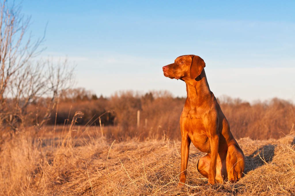 Vizsla Dogs