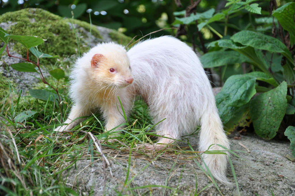 Albino Ferrets Albino For Sale