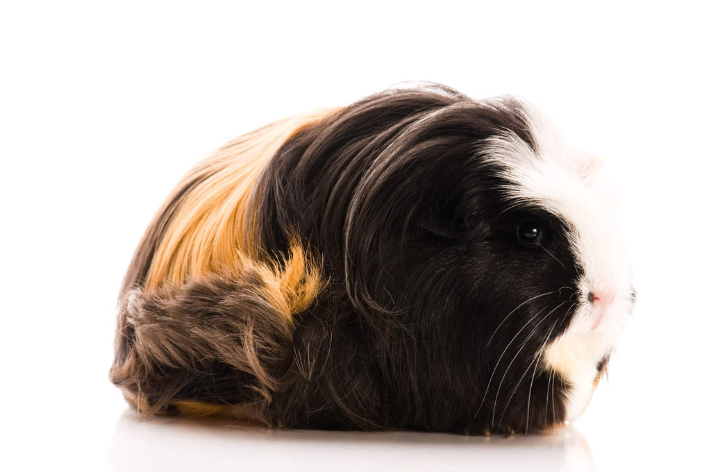 Guinea Pigs For Sale