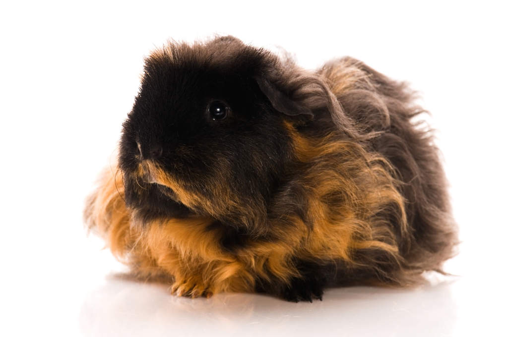 Texel Guinea Pigs Texel For Sale Guinea Pig Breeds
