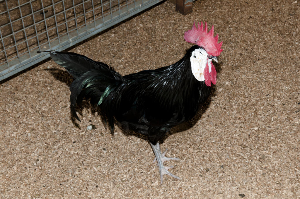 Spanish Chickens Spanish For Sale Chicken Breeds